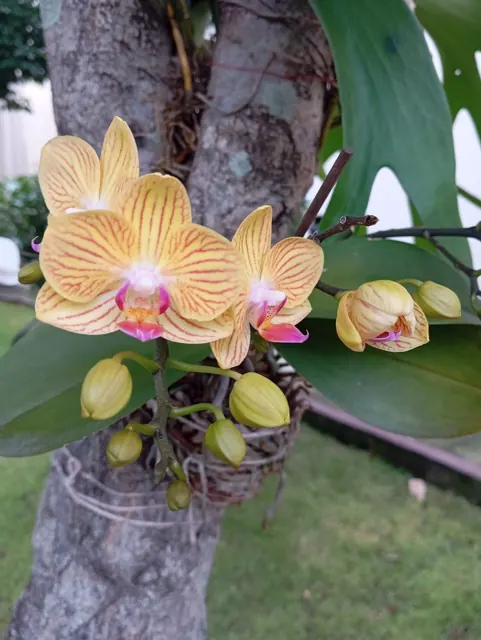 Minhas meninas florindo. A vida é próspera ♥️ #orquideas #flores #orquidario